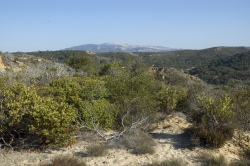 Photo taken at Fort Ord © 2007 Dylan Neubauer. 